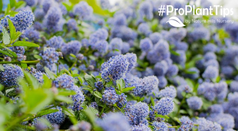 #ProPlantTips: What is a California Lilac?