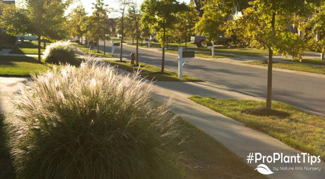 What Are Warm Season And Cool Season Grasses?