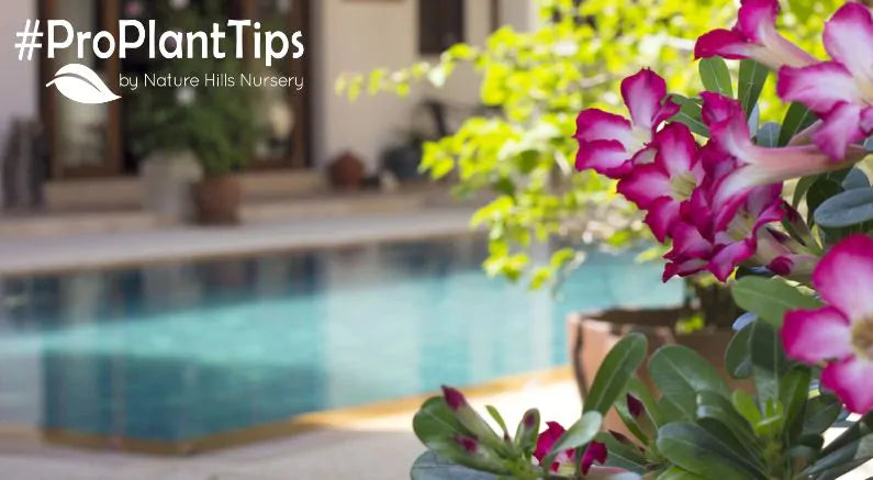 Perfect Plants For Poolside Plantings!