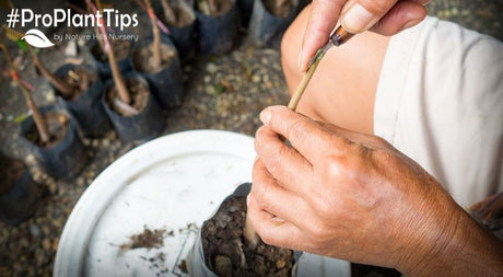 Understanding Grafted Plants and Rootstocks