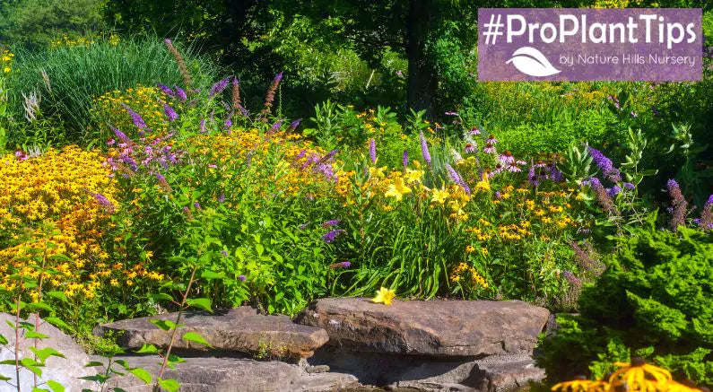 #ProPlantTips: How to Grow & Care for Butterfly Bushes