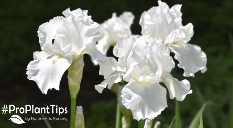 Planting & Transplanting Iris Plants