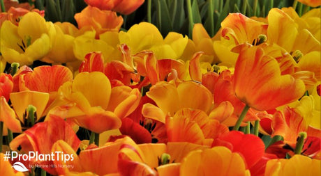 Light it Up With Yellow and Orange Flowering Perennials!