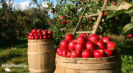 Top 5 Best Winter Apples for Storing!