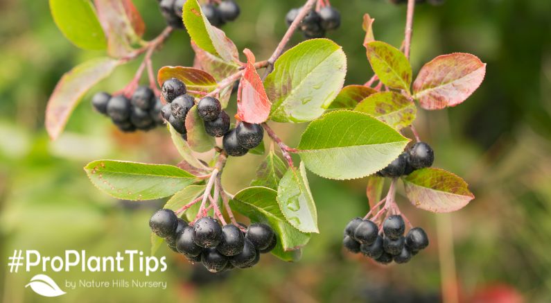 Harvest Time for your Super Berries from the Aronia Plants