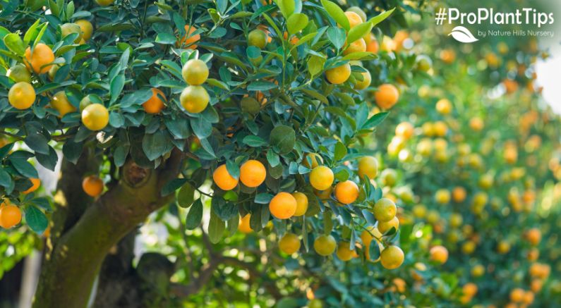 The Best Fruit Trees for Hot Climates!