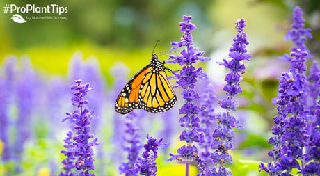 Flower Gardens Bring Butterflies and Beneficial Insects