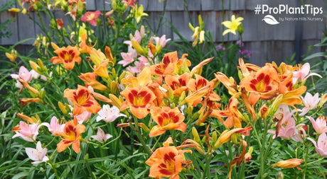 5 Must-Have Daylilies For Your Garden!