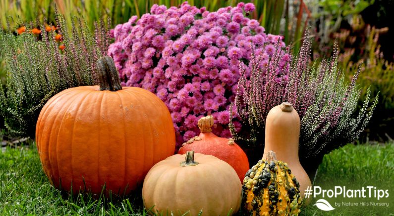 Trends in Fall Gardening For 2023!