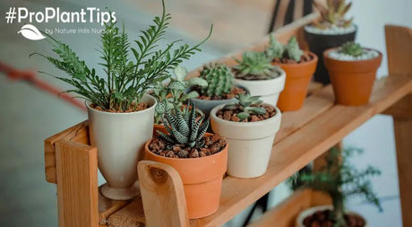 Indoor Plant Care During Winter