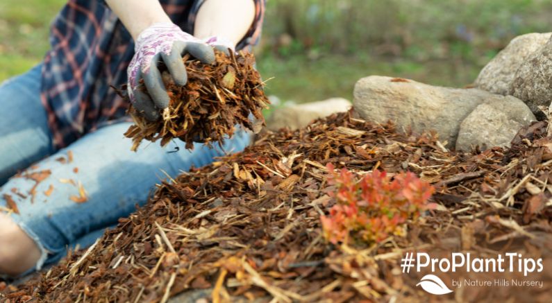 October Gardening Tips: Preparing for Winter in Warmer Zones