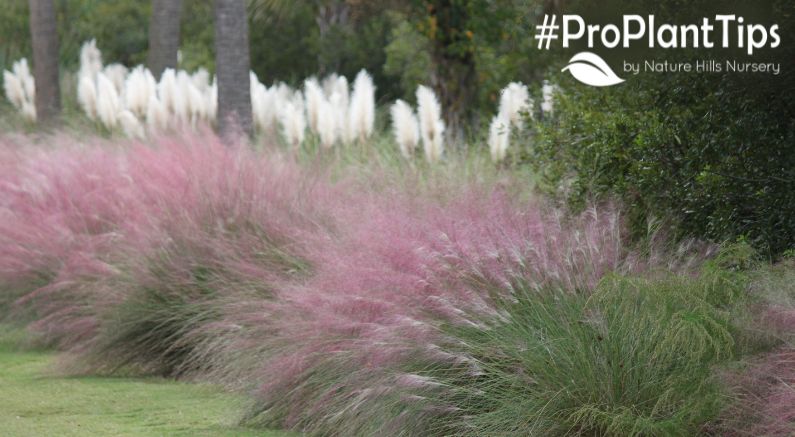 Ornamental Grasses: To Cut or Not To Cut?