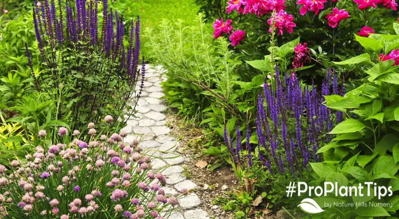 Plan Ahead for Spring: Choosing The Right Perennials