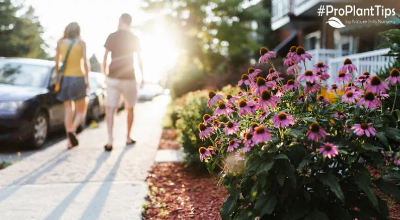 Big and Beautiful Perennials to Plant This Spring!