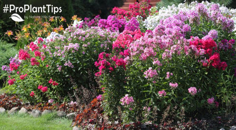 Tall Garden Phlox, Round Two