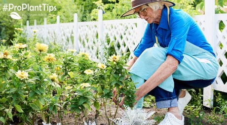 Proper Plant Site Selection is Key for Successful Plantings