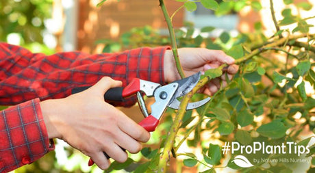 #ProPlantTips - Should You Prune in the Fall?