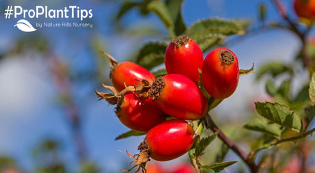 Should You Remove Rose Hips