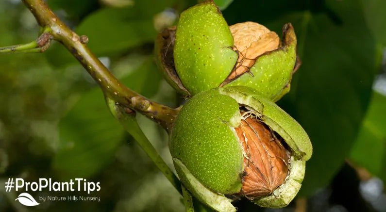 Reliable Nut Trees to Plant This Year!