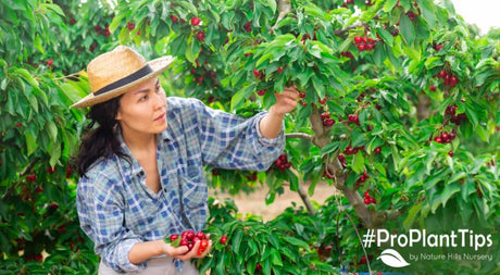 Pie, Tart, Sour or Sweet Cherry? What’s the difference?