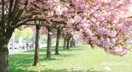 Spring & Fall's Best Blooming Tree: Autumn Blooming Cherry!