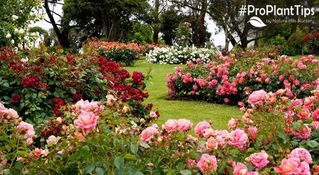 The Victorian Language of Flowers!