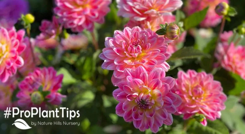 Planting and Taking Care of Dahlias!