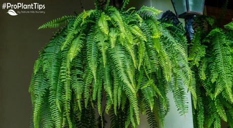 #ProPlantTips: Growing & Caring for Ferns