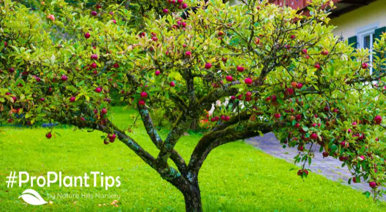 Adapt Your Fruit Tree to Your Home Garden