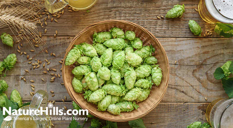 Growing Hops In Your Garden