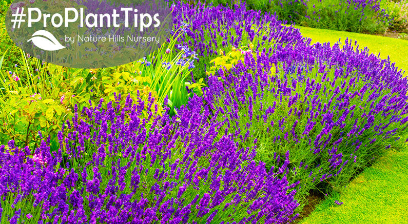 The Latest on Planting Lavender & How To Grow More