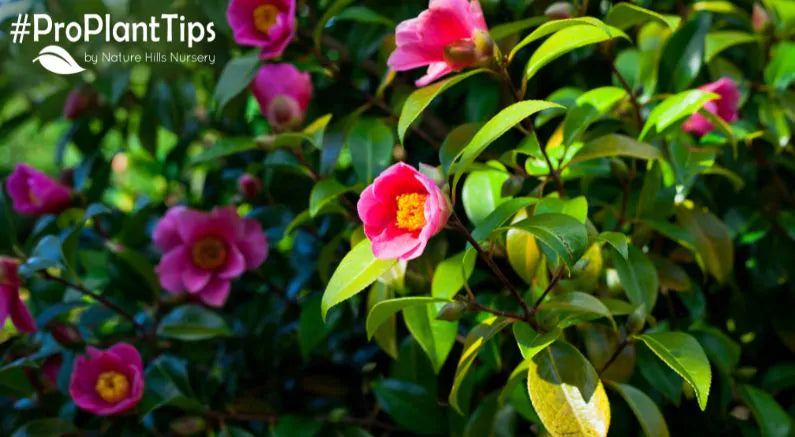 Top 5 Pollution Tolerant Shrubs!