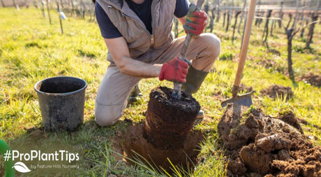 Why Planting Trees Too Deep is Bad