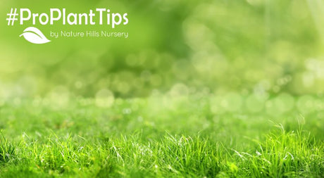 Late Summer Lawn Care Guide at naturehills.com