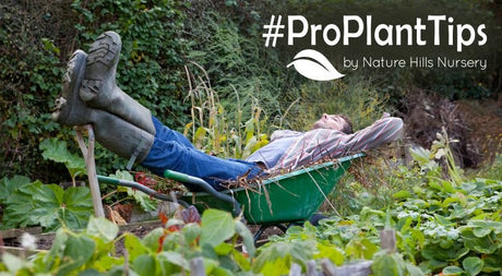 Lasagna Gardening for lazy gardeners!