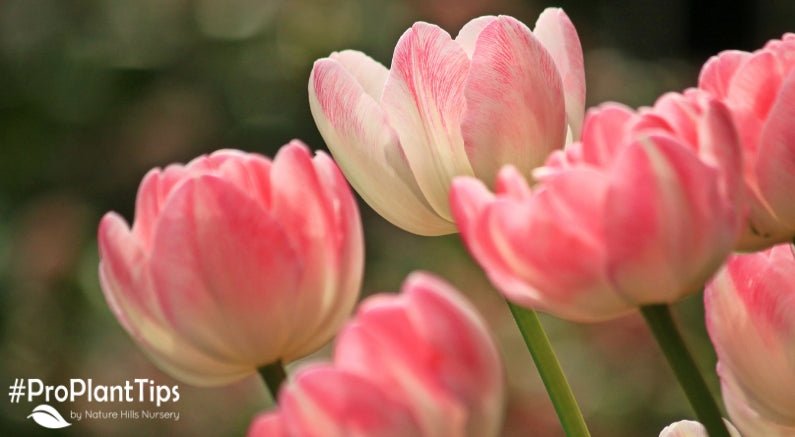 Let's Talk About Tulips - Nature Hills Nursery