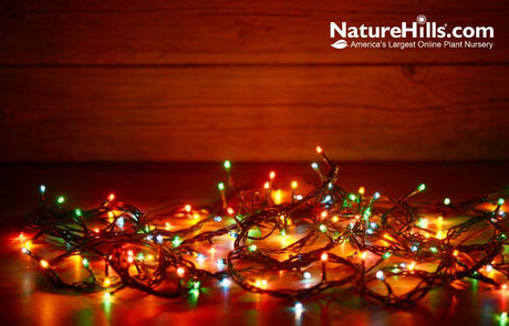 Light Up The Garden This Holiday Season! - Nature Hills Nursery