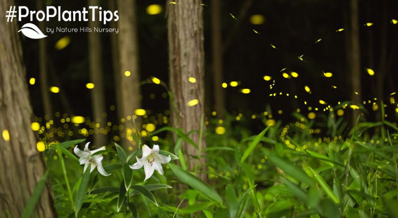 Light Up Your Garden- Attracting Fireflies to Your Landscape - Nature Hills Nursery