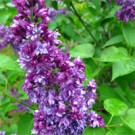 Transplanting Lilac Bushes