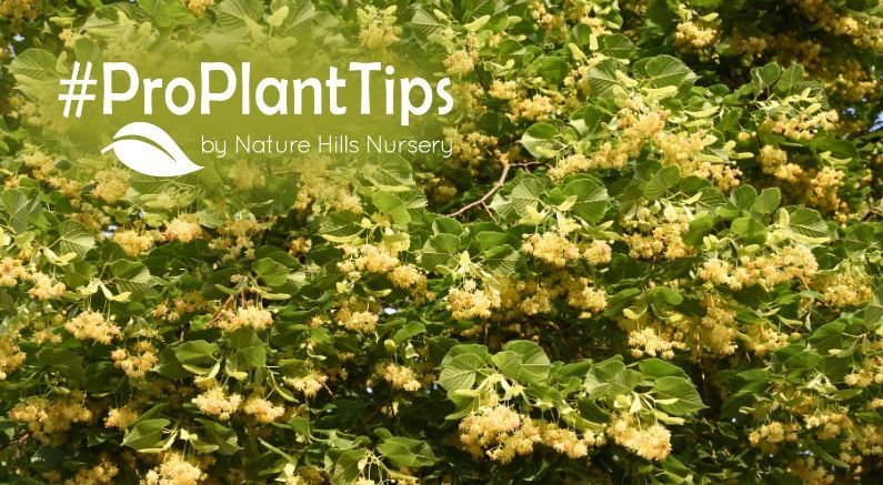 Linden Trees For Shade, Bees, and Beauty! - Nature Hills Nursery