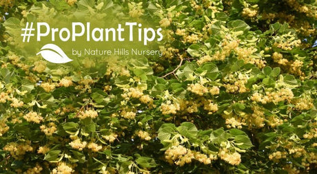 Linden Trees For Shade, Bees, and Beauty! - Nature Hills Nursery