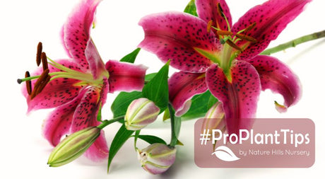Lovely Lilies Available At Nature Hills! - Nature Hills Nursery