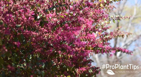 Lovely Loropetalum - Chinese Fringe Flowers at Nature Hills! - Nature Hills Nursery
