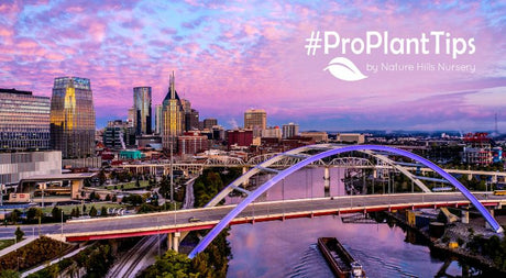 Low-Maintenance Gardening in Nashville: Let Your Garden Sing - Nature Hills Nursery