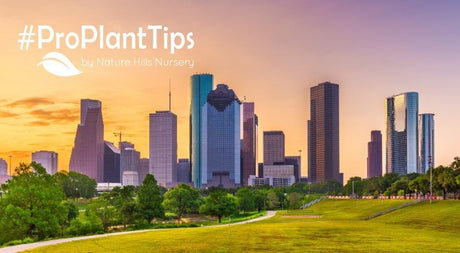 Low-Maintenance Plants For Your Houston Garden - Nature Hills Nursery