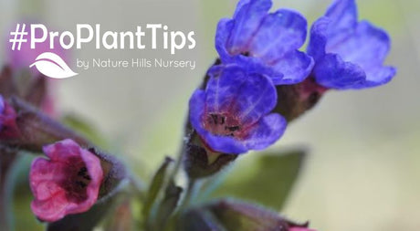 Lungwort: Your Shade Gardens Best Friend! - Nature Hills Nursery