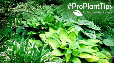 Shade-loving Perennials at Nature Hills