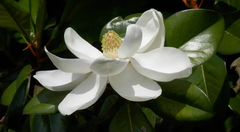 Southern Magnolia Trees Drop Leaves in Spring