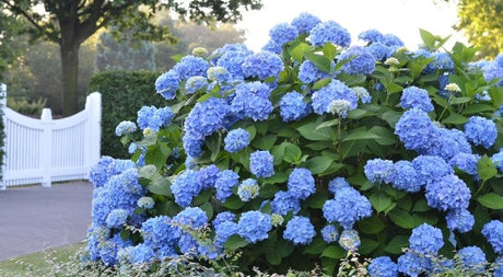 The 4 Main Types Of Hydrangeas