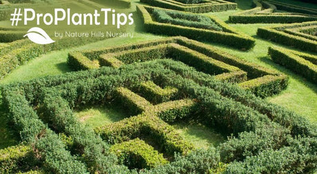 The return of the knot garden!